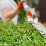 Hecke schneiden: Nahaufnahme der Arbeiten mit Blick auf das Schwert der Heckenschere