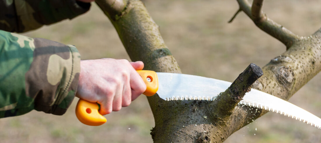 Baumschnitt: Ein Mann sägt einen Ast an einem Baum ab Baumschnitt: Ein Mann sägt einen Ast an einem Baum ab