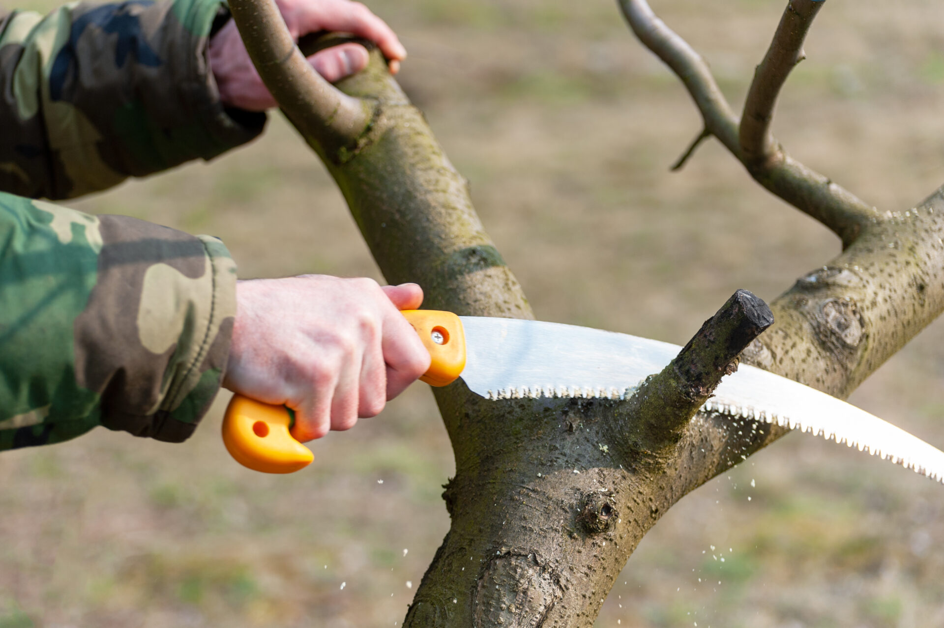 Baumschnitt: Ein Mann sägt einen Ast an einem Baum ab